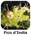 Fico d India